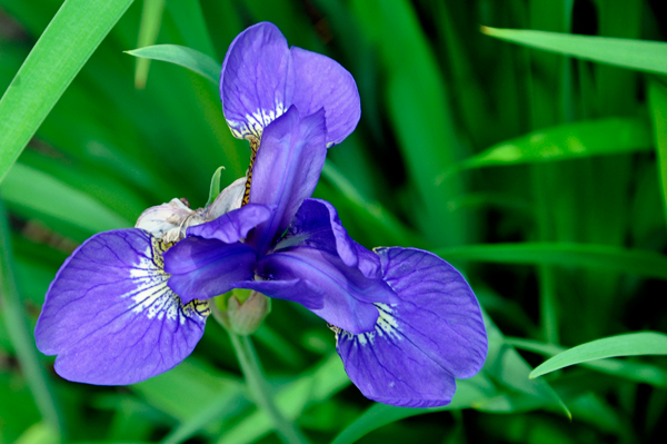 purple lily